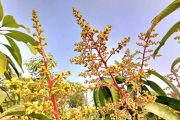 আমের মুকুলে ভরে গেছে আম গাছ