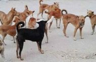 পাগলা কুকুরের কামড়ে নারী ও শিশু সহ আহত ১১ জন