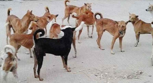 পাগলা কুকুরের কামড়ে নারী ও শিশু সহ আহত ১১ জন