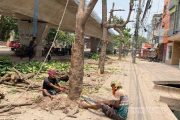 রাজশাহীতে কাটা হল ৩০ কাঠবাদাম গাছ