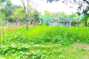 বীরগঞ্জে কৃষকের ভুট্টা লুট ও পটল গাছ কাটার অভিযোগ