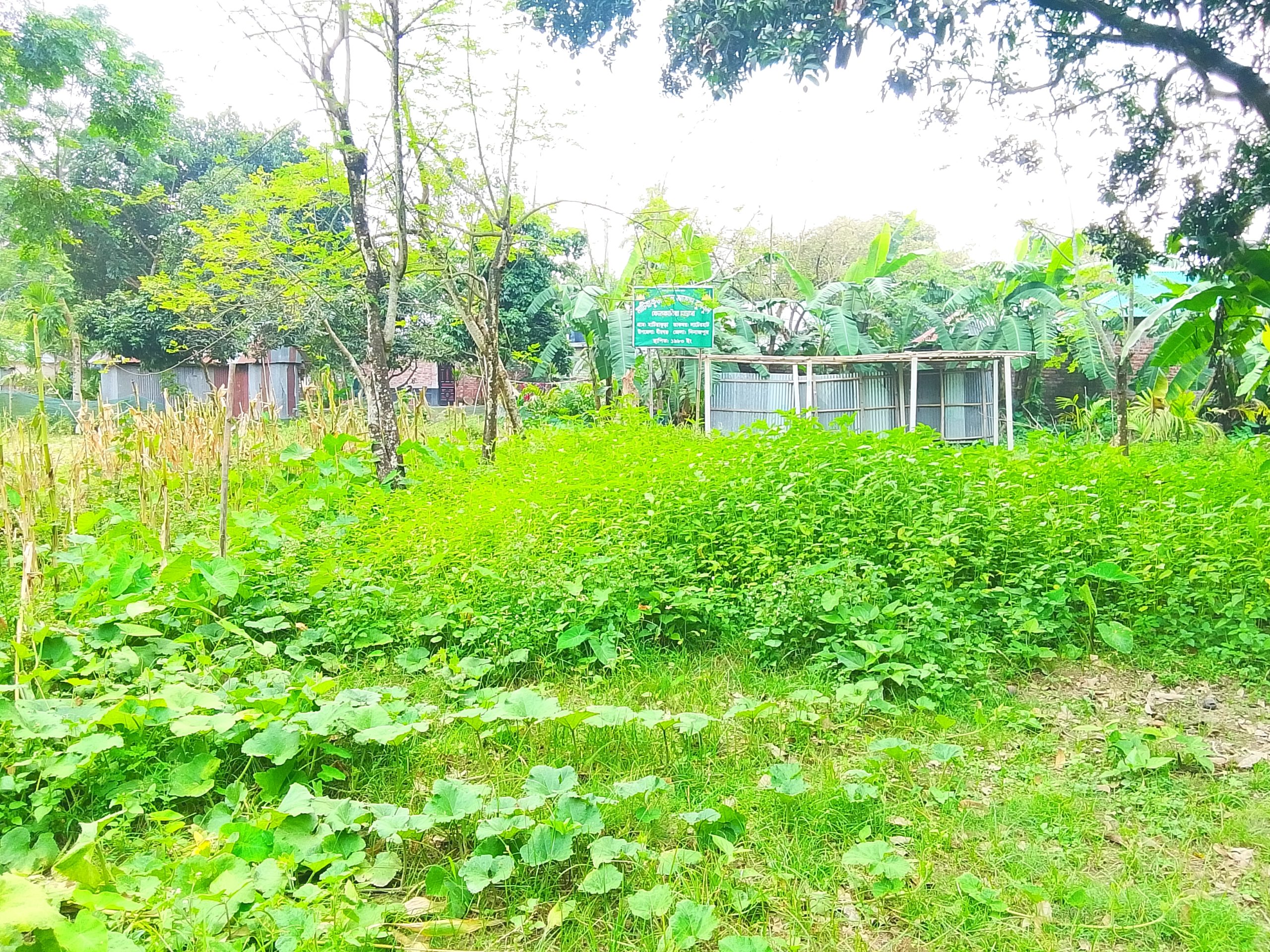 বীরগঞ্জে কৃষকের ভুট্টা লুট ও পটল গাছ কাটার অভিযোগ