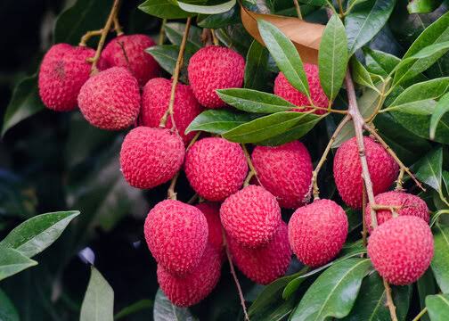 রাজশাহীতে লিচুর অস্বাভাবিক দাম