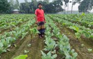 বীরগঞ্জ-খানসামা সীমান্তে কলার সঙ্গে সাথী ফসল ফুলকপি চাষ, সহযোগিতা না পাওয়ার অভিযোগ