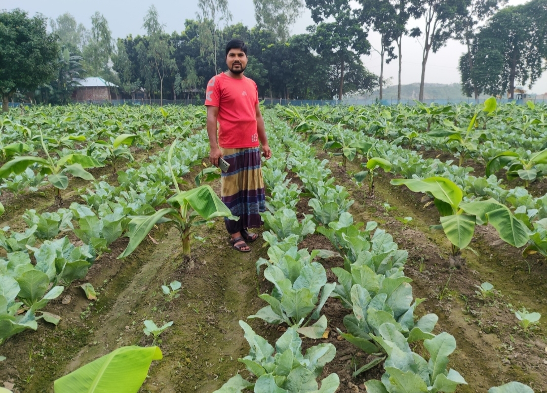 বীরগঞ্জ-খানসামা সীমান্তে কলার সঙ্গে সাথী ফসল ফুলকপি চাষ, সহযোগিতা না পাওয়ার অভিযোগ